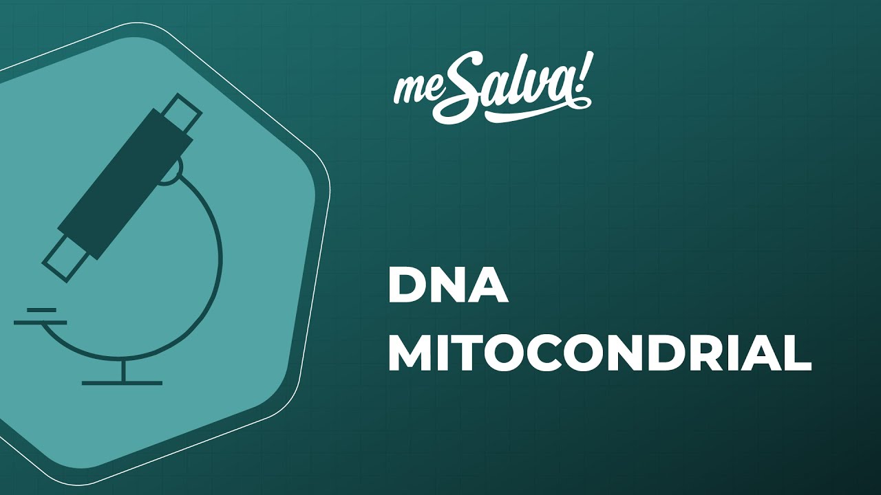 DNA Mitocondrial - Biologia Molecular - Me Salva! Saúde