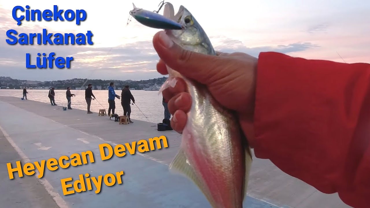 Spin Devam Ediyor Haziran 2021 - LRF Takım ile İstanbul Boğazı'nda Çinekop | Sarıkanat | Lüfer Avı