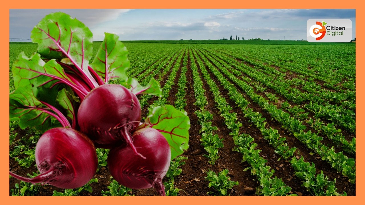 Kenya's Gold | Kilimo cha Beetroot | Gold Feature |