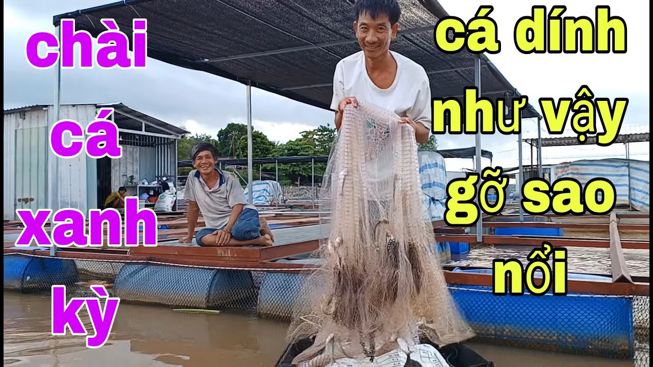Thật Là Kinh Khủng Quăng Có 3 Chài Đầu Thôi Mà Đã Đầy Đục Cá Rồi # SĂN BẮT ĐỒNG THÁP #
