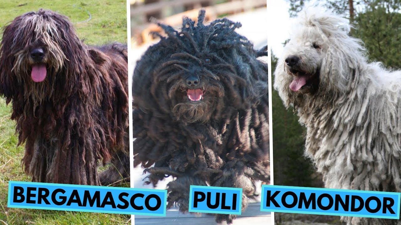 Puli vs Komondor vs Bergamasco - Dog Breed Comparison - Differences and Similarities