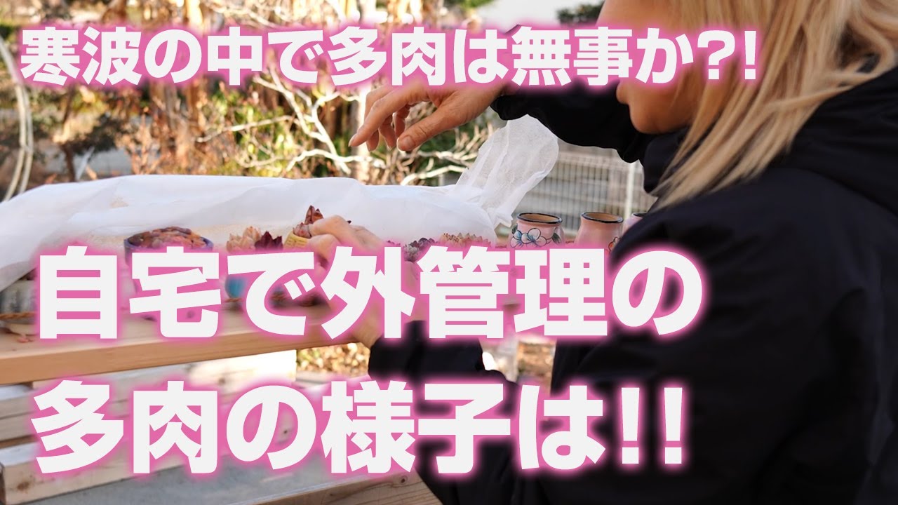 【多肉植物】自宅の庭で外管理の多肉の様子は!!寒波の中で多肉は無事か?!【succulent】トロピカルガーデン