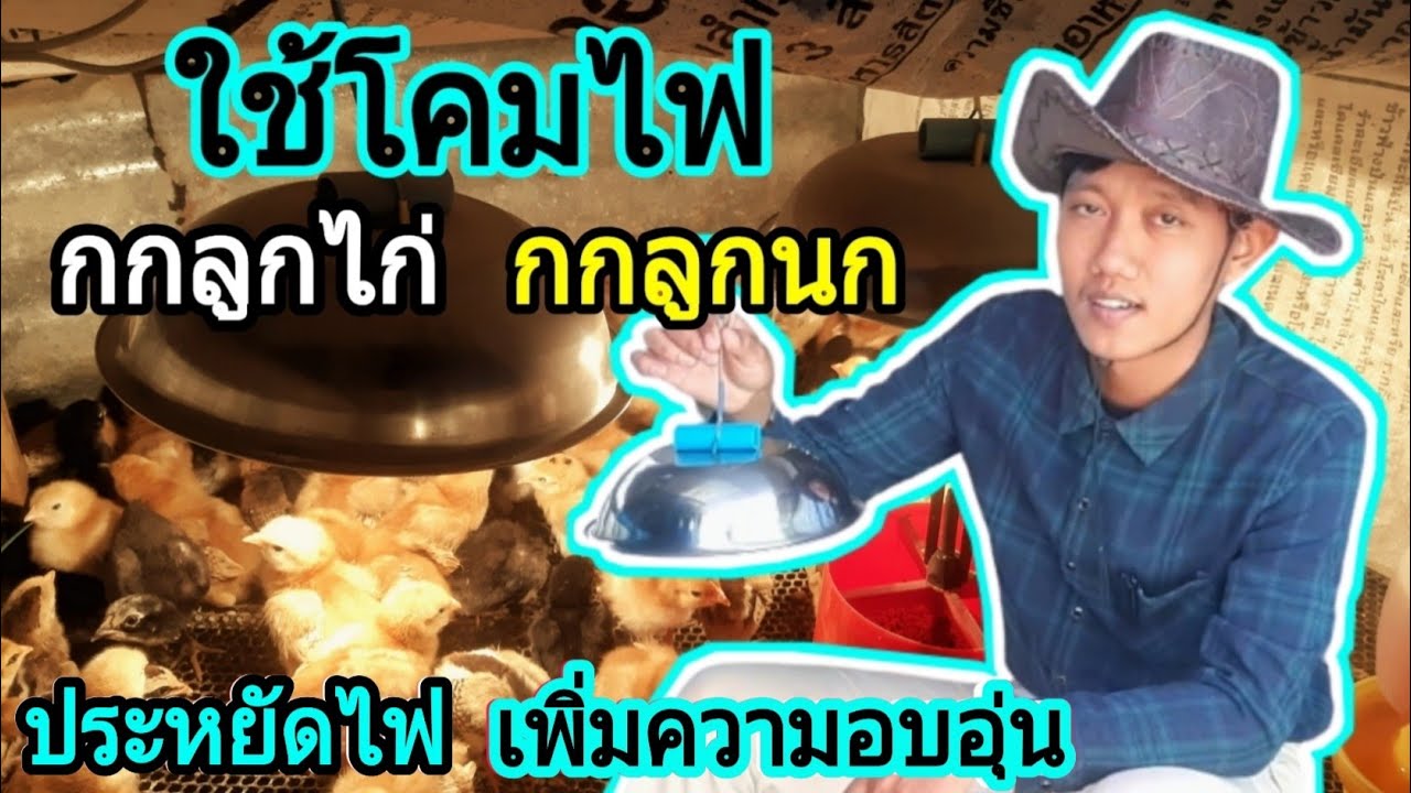 ใช้โคมไฟ กกลูกไก่ กกลูกนก ประหยัดไฟ  เพิ่มความอบอุ่น : SMILE FARM