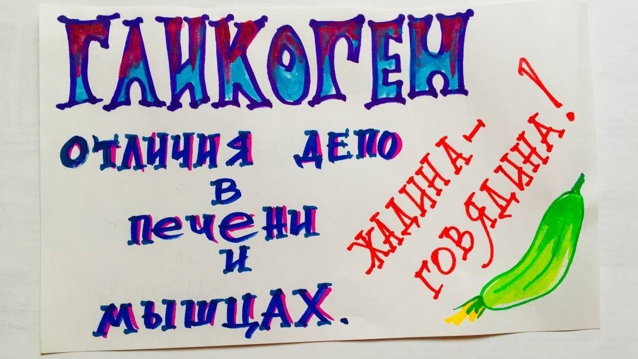 Отличие гликогена печени и мышц. Биохимия