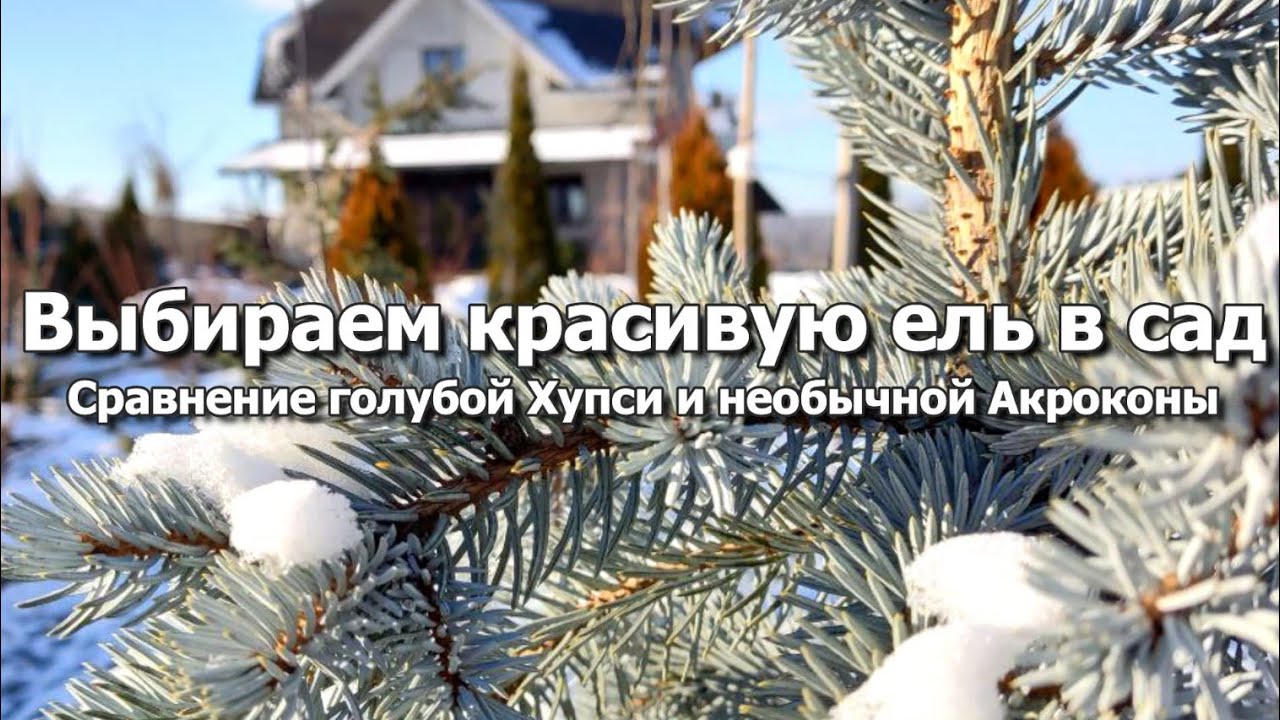 Выбираем красивую ель | Какая ель лучше: голубая Хупси или необычная Акрокона