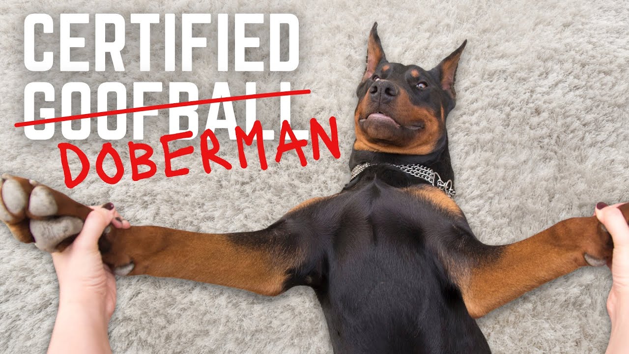 Living With a Doberman: 24 Hours of Chaos (Hour by Hour)