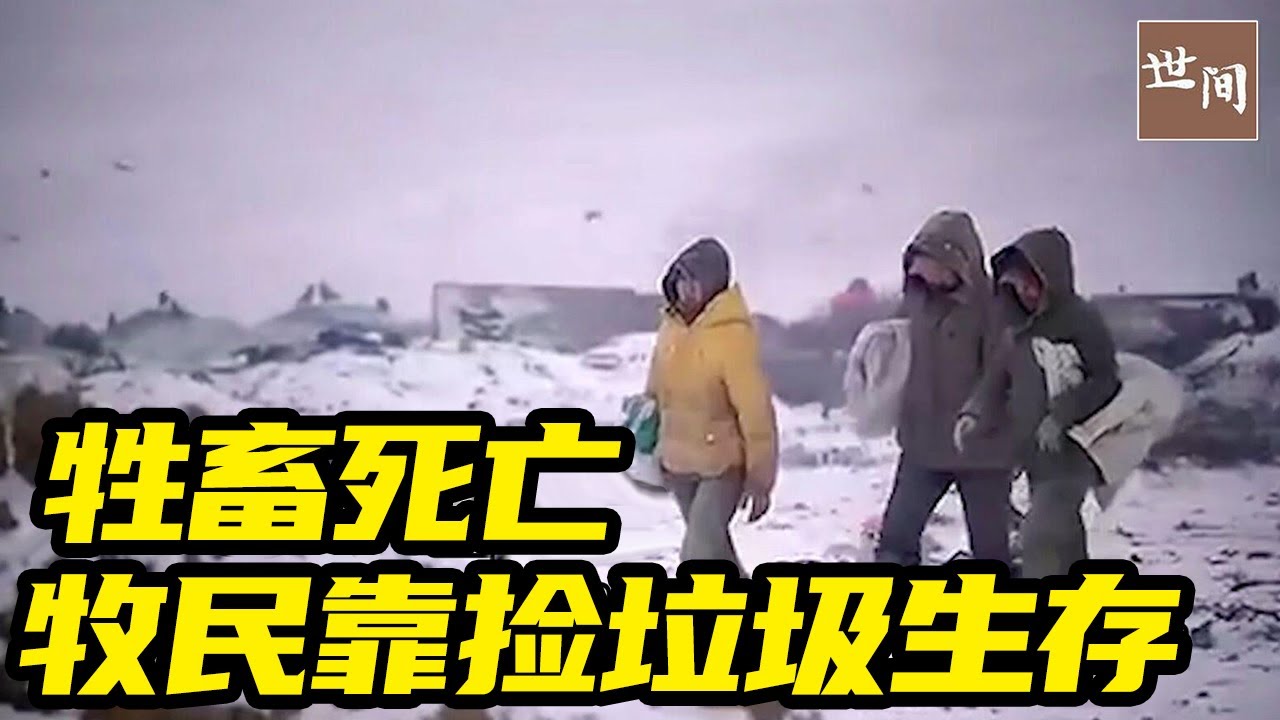 800万头牲畜死亡，78万蒙古牧民走投无路，在零下40度捡垃圾求生 | 世间放映厅