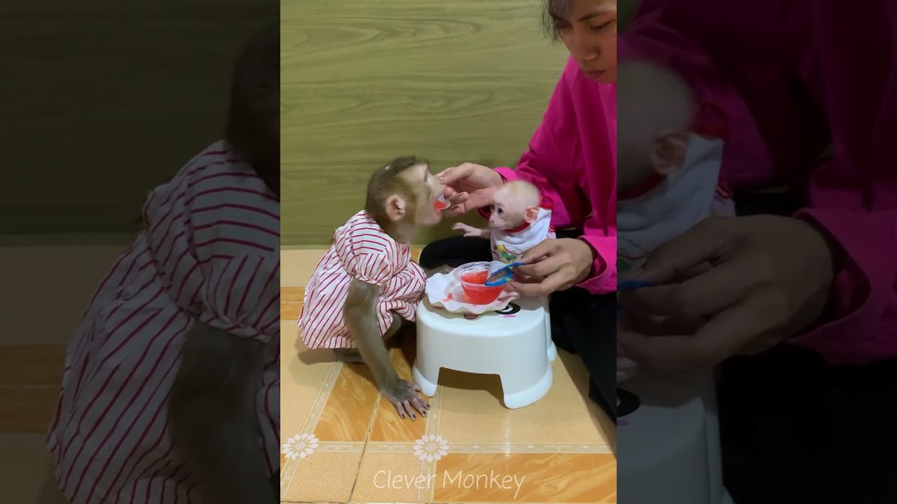Adorable baby monkey feeling lovely that mummy take care and sharing food to eating delicious