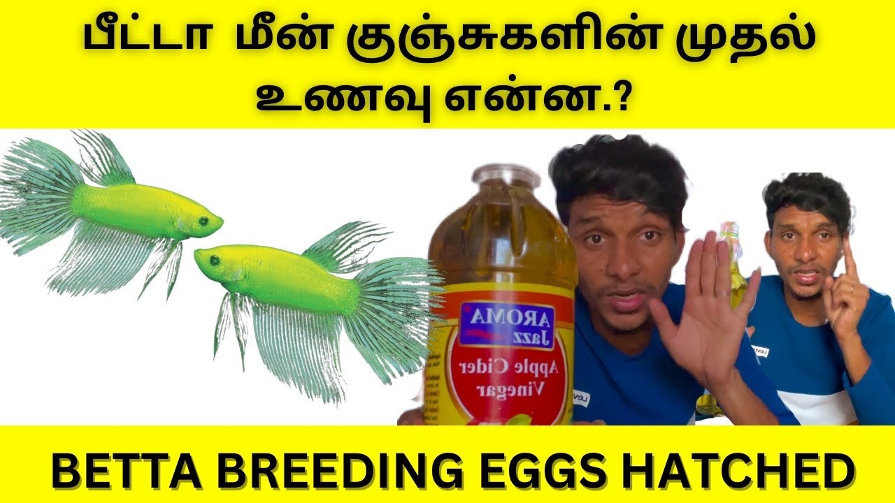Betta fry first food Vinegar eels in Tamil  Best Live Food  for Betta Fish / PESI PAPPOM