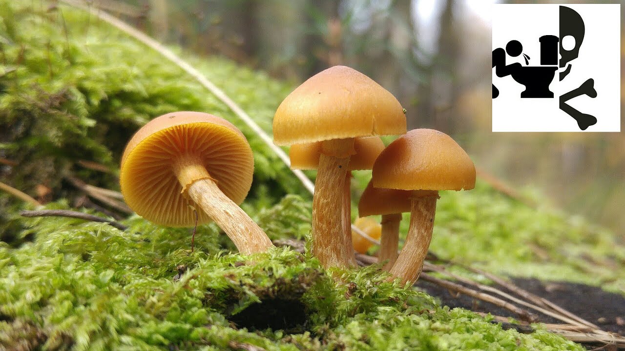 Hełm&oacute;wka jadowita&nbsp;(Galerina marginata) Jaworzno