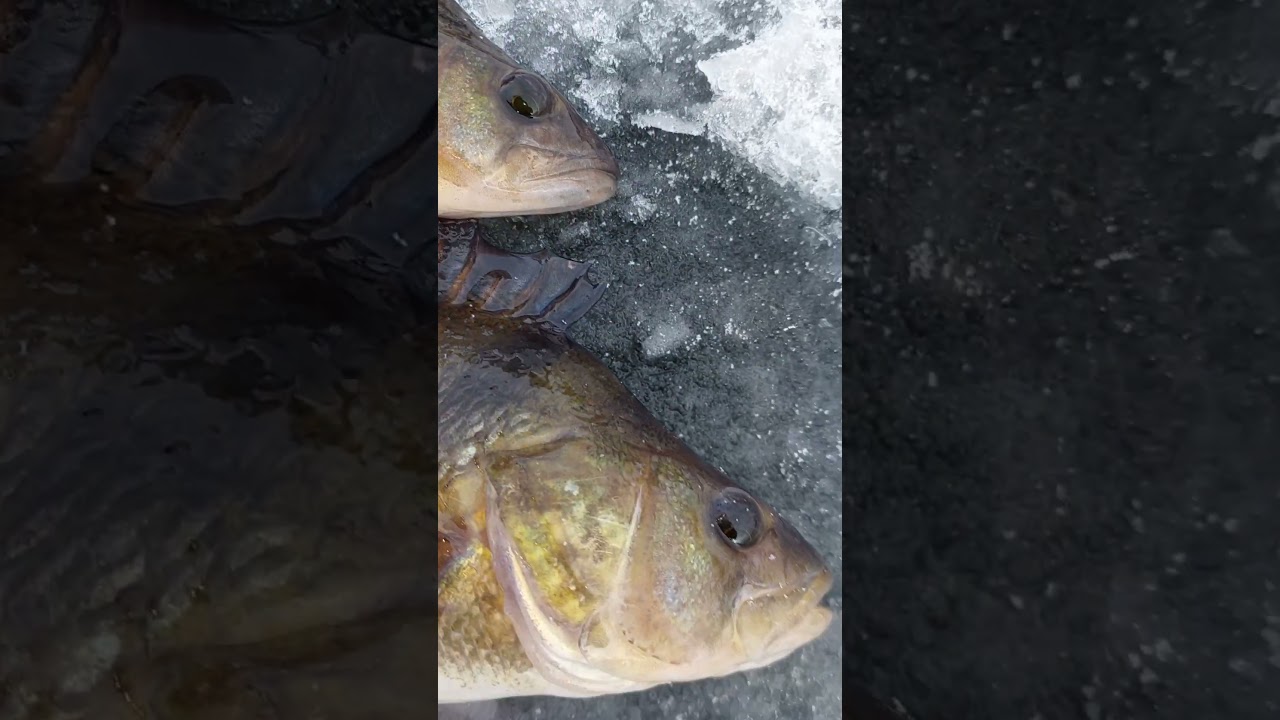 Borre!#giantbass#fishing#2025#carp#muskybaits#kingsalmon#seatrout#icefishing#5pound#10pound#zander