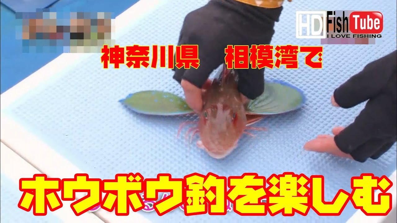 【#fishing】神奈川県平塚・相模湾で！ホウボウをドテラ流し釣りで楽しむよ～