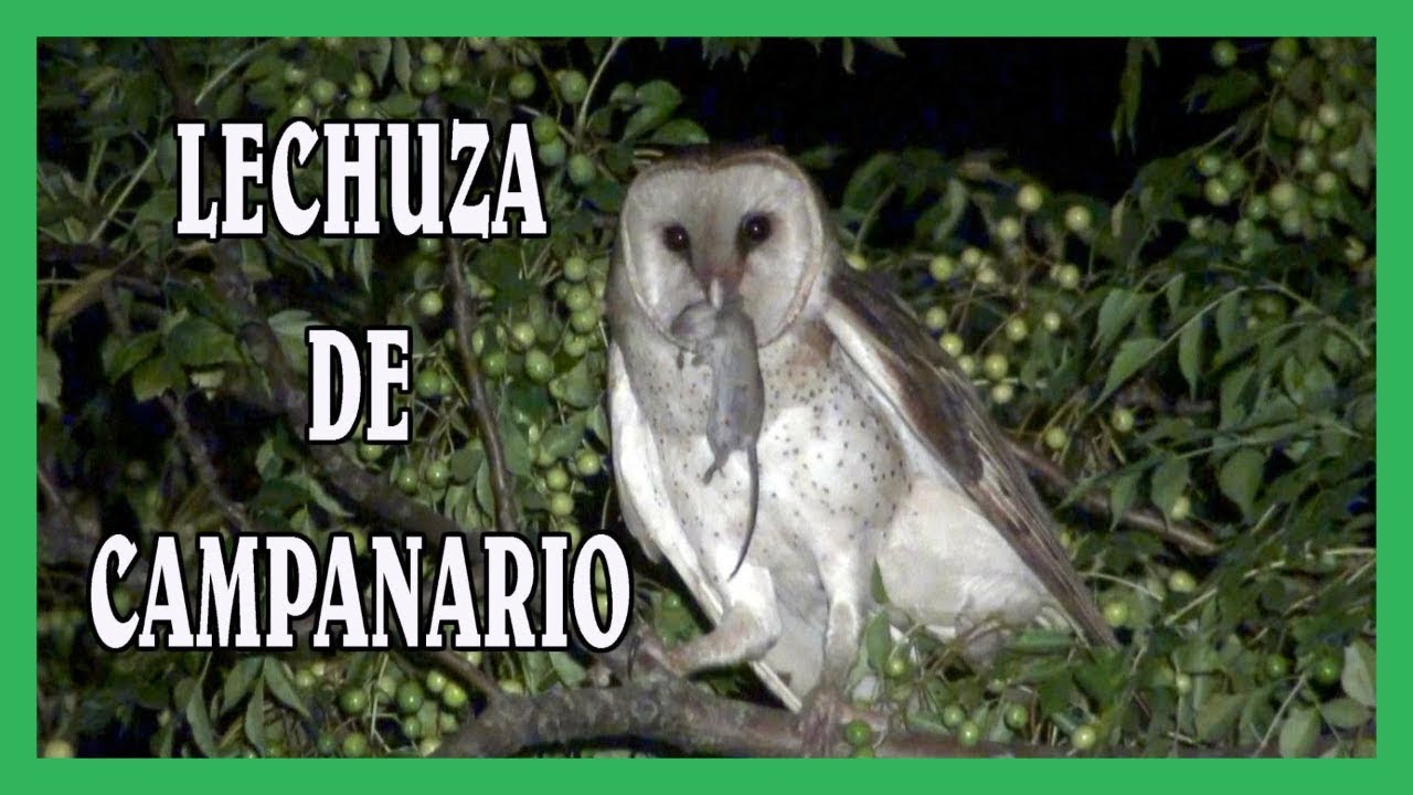 👌LECHUZA de CAMPANARIO * Nido y Pichones * (CARACTERÍSTICAS)