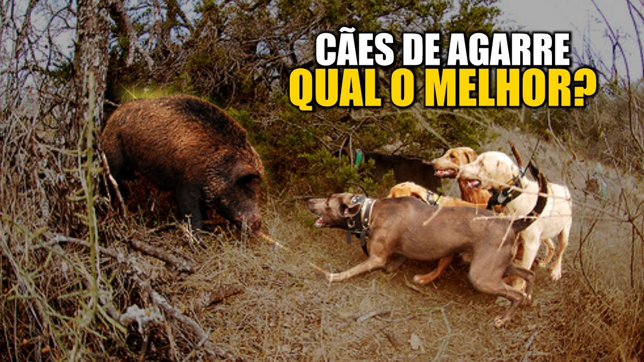 Caçada de Javali - Quais são os Melhores Cachorros? [CÃES DE AGARRE]