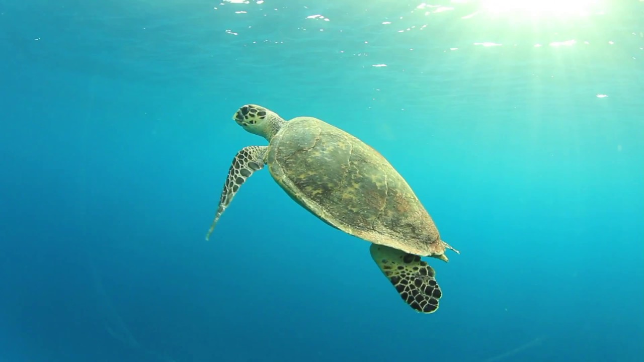 Atos Codex for Earth Observation: wildlife tracking and protection