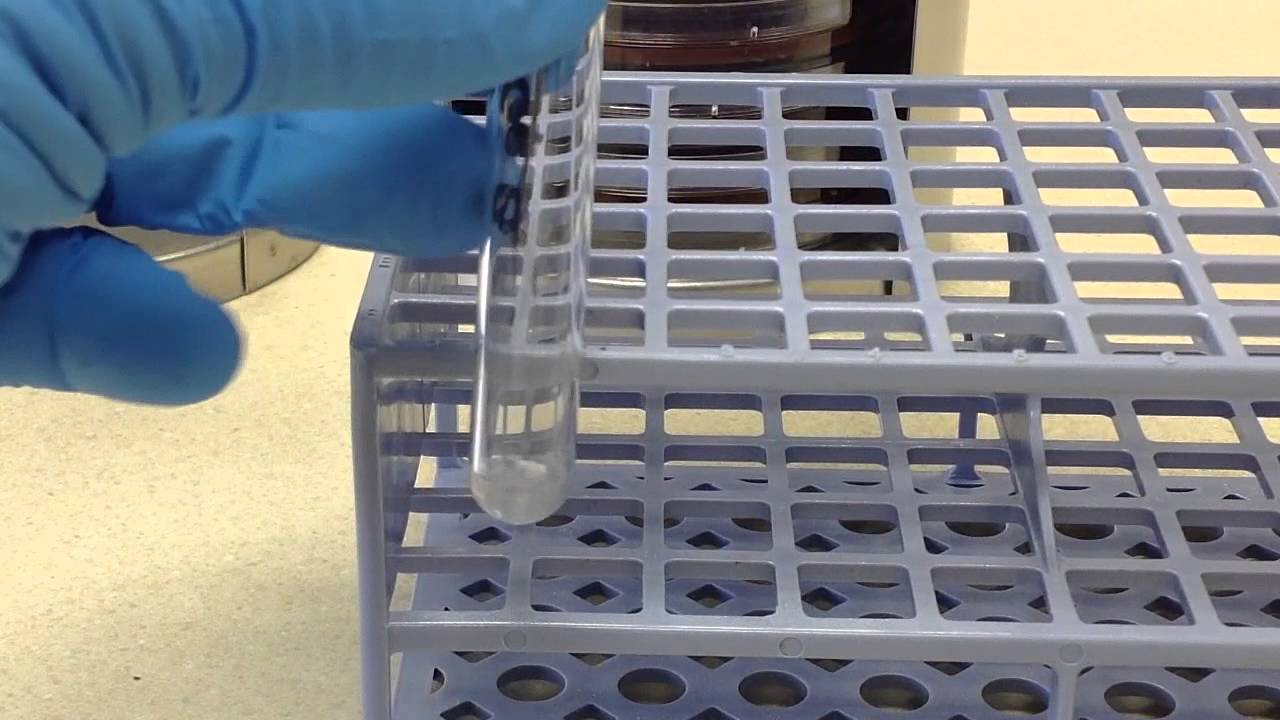 Microbiology - Hippurate