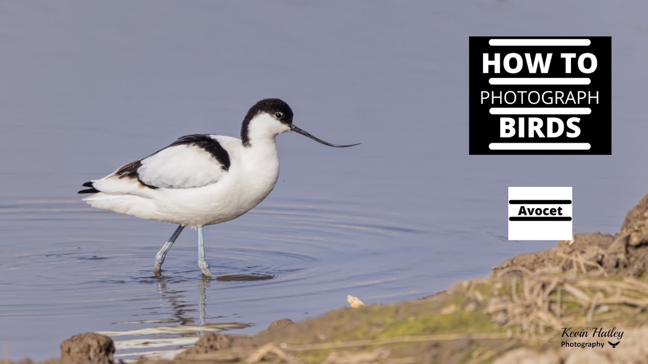 How to Photograph Avocets