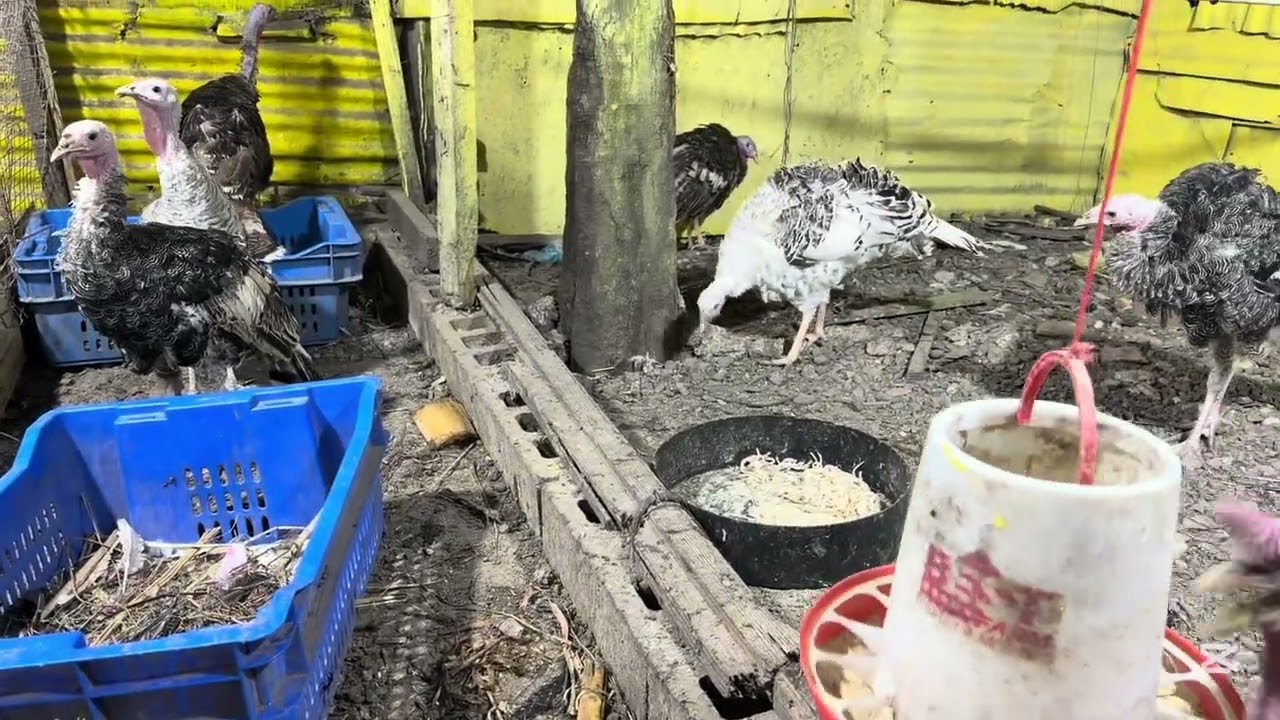 Dándole de comer a mis crías 🐓 🦆 #gallina 