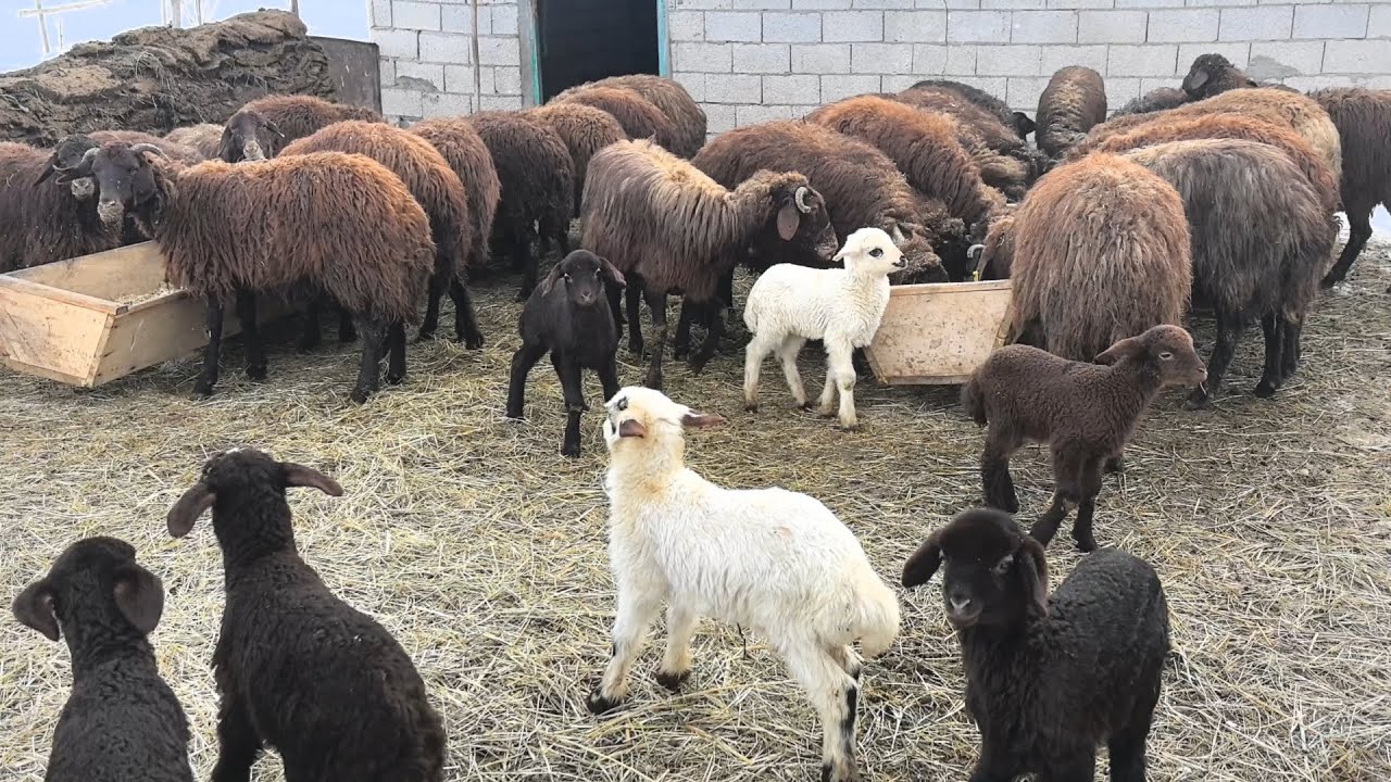 SİSLİ BAŞLAYAN GÜN GÜZEL BİTTİ.