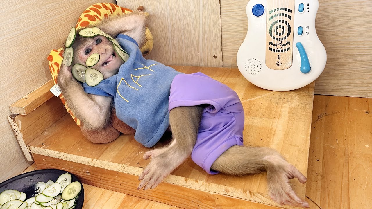 So funny 😂 Monkey Max secretly applies cucumber mask to beautify very gracefully