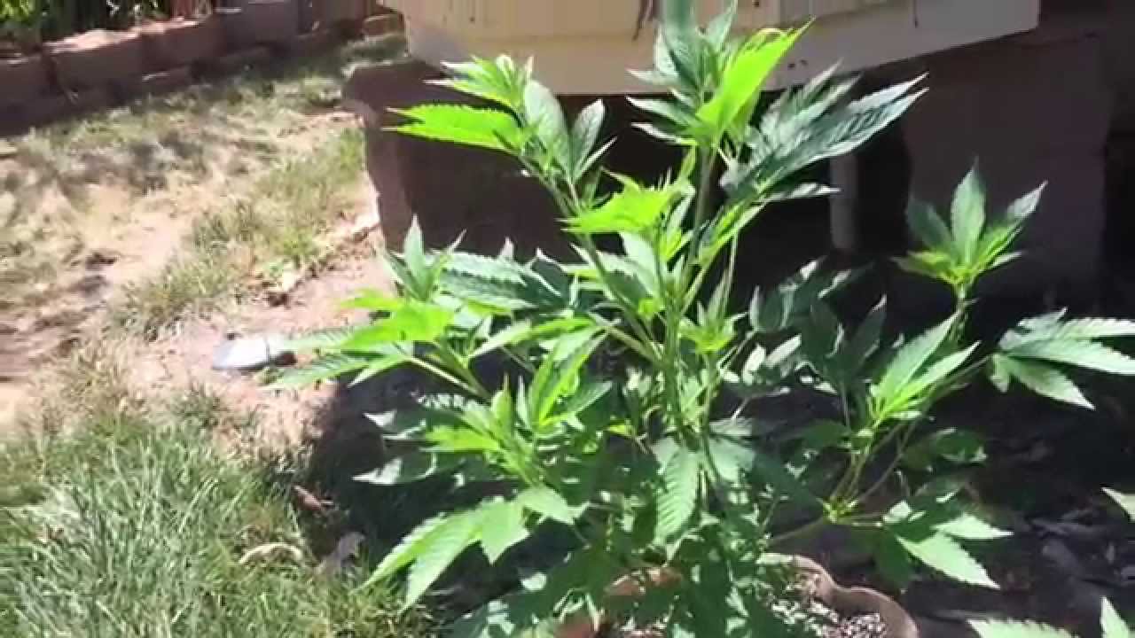 How to top your plants