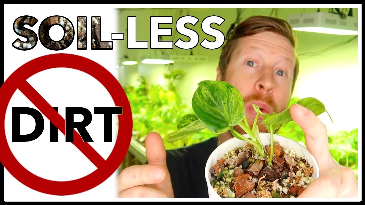 Get Rid of Your Soil! - Soilless Potting Mix Recipes for Rare Aroids