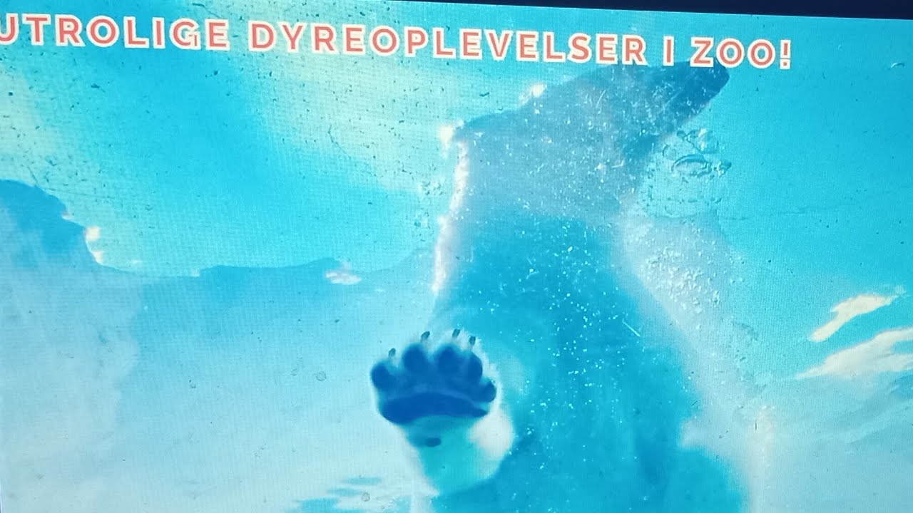 vlog fra Eventyrlig Dag i Københavns Zoo: Mød Dyrebørnene og Oplev Magiske Udsigter!