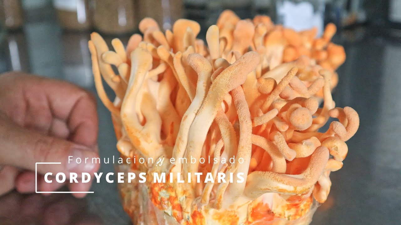 Cultivo de Cordyceps, Formulación básica y la forma de cultivo más sencilla