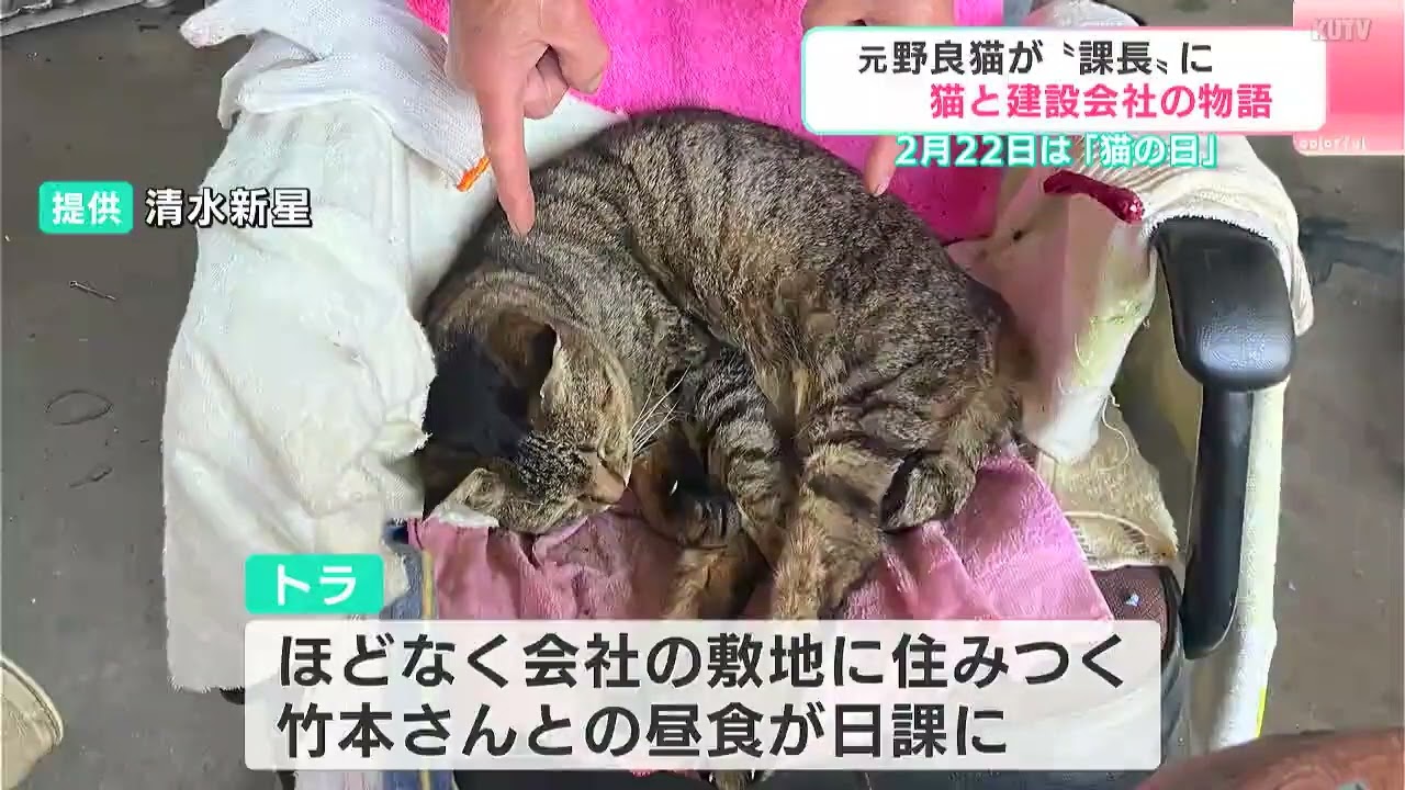 弁当のおかずを分けたあの日から7年…重機の音が響く建設会社で元野良猫が「課長」へ！　入札くじ5連続当選の幸運と社員を一つにした“和み”の功績