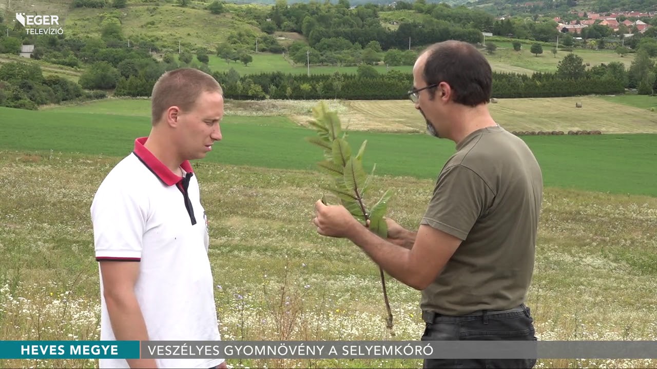 Veszélyes gyomnövény a selyemkóró - 2018.07.20.