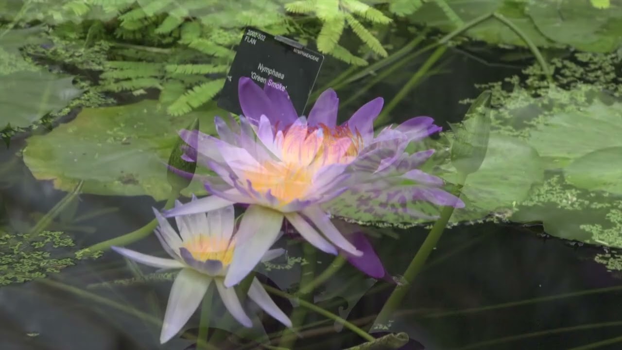 La serre Waterlily House à Londres - Kew Gardens