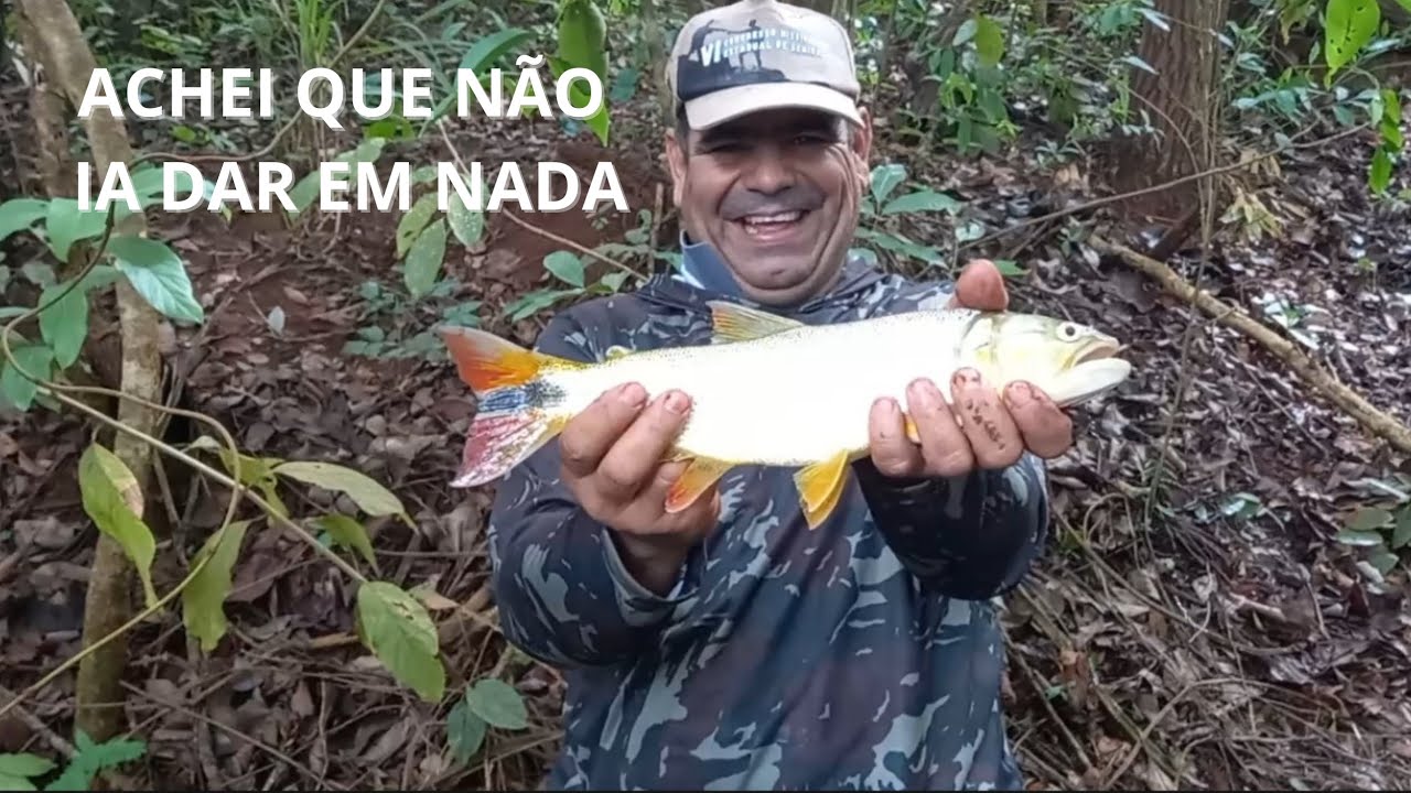 ACAMPAMENTO dentro da MATA, pescando com vara de BAMBU, fomos SURPRIENDIDO pelo DOURADO. 
