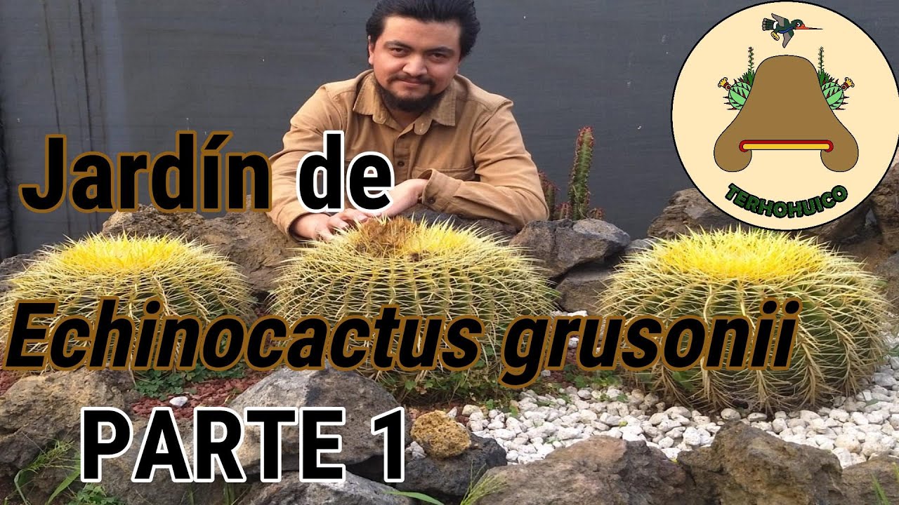 Jardín de Echinocactus grusonii. Parte 1 de 3