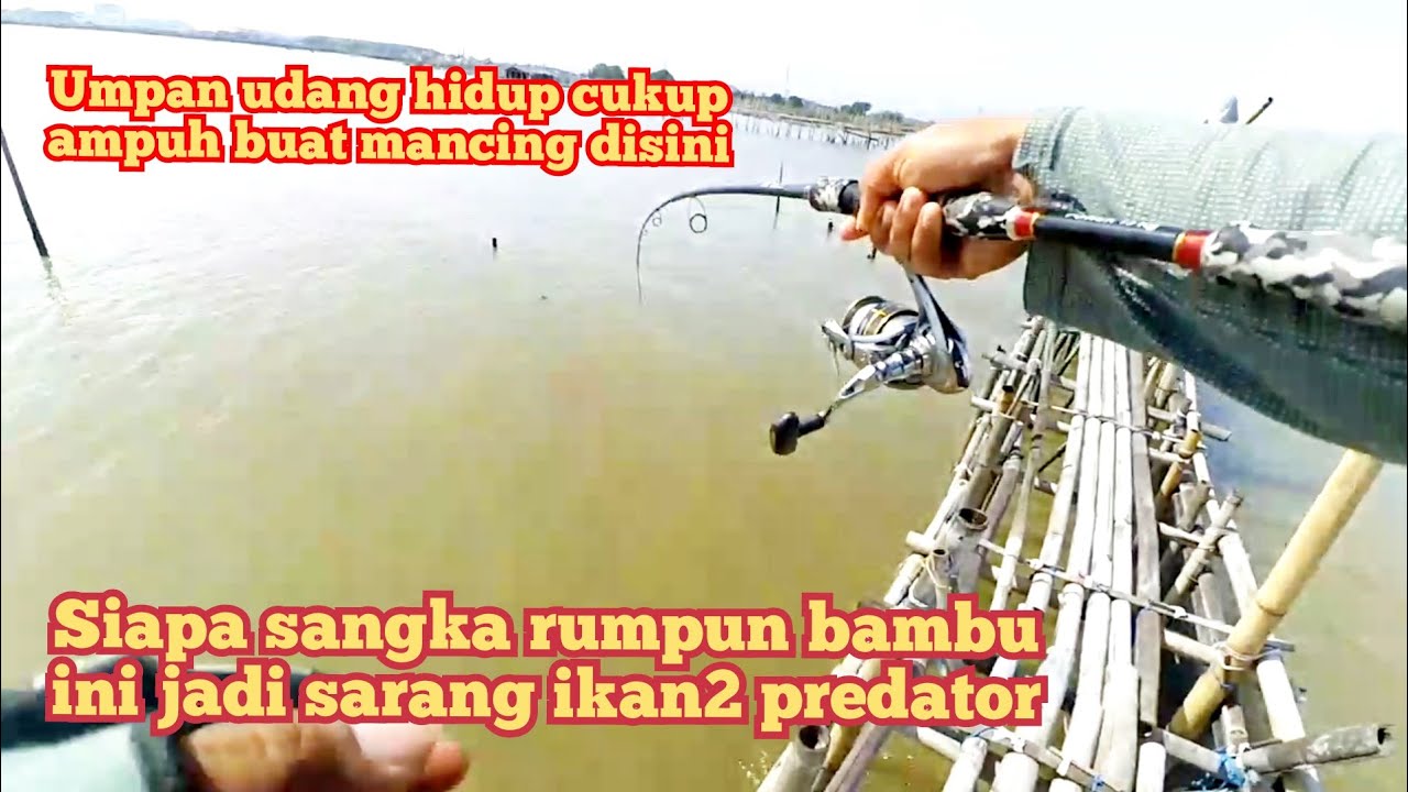 Mancing Rumpon Kubro masih ada ikan predatornya disaat musim angin barat [ mancing semarang ]