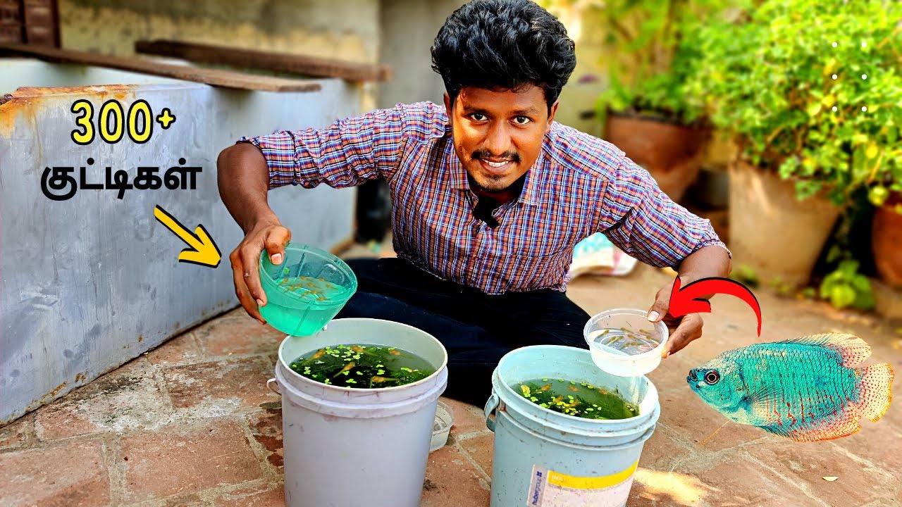 300 Gowra Fish குட்டிகளுக்கு New Setup!🐠 | Gowra Fish Fries | Vijay Vlog