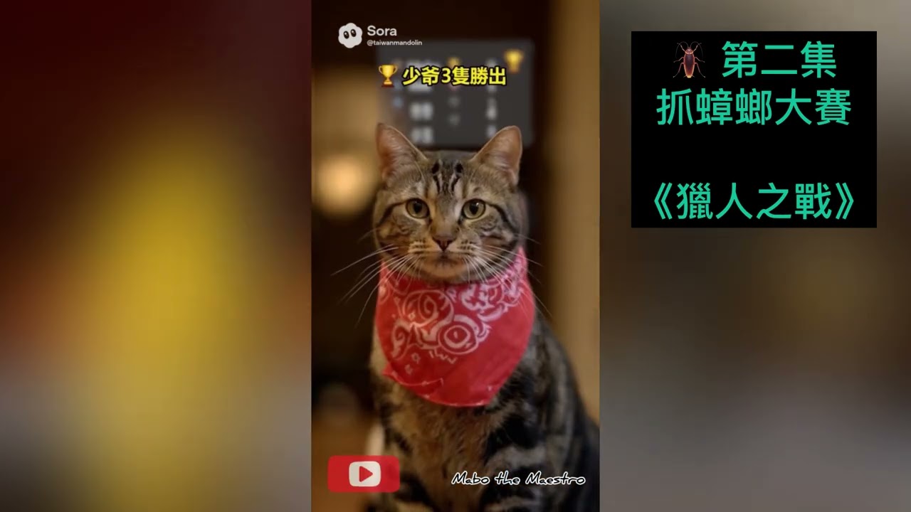 《喵星競技場》Cat Arena《キャットアリーナ》EP1✨Mabo the Maestro✨#cat #cute #pets #shorts #arena #競技場