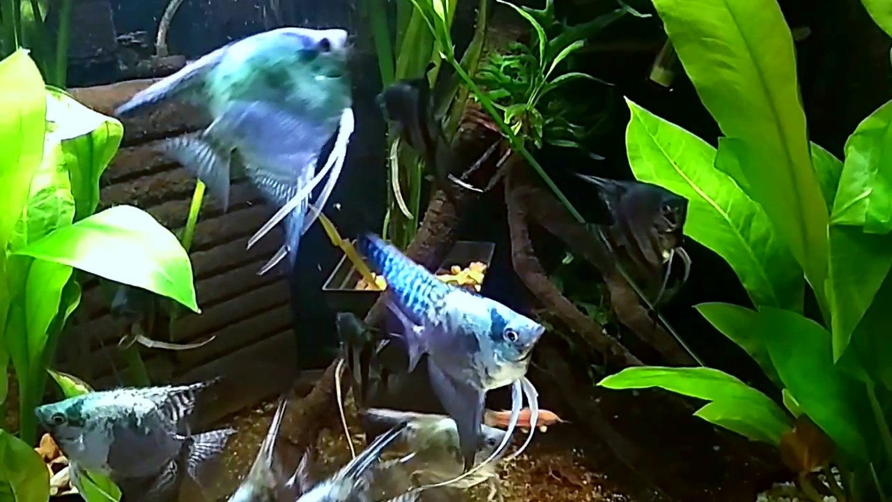 Pterophyllum scalare blue smokey