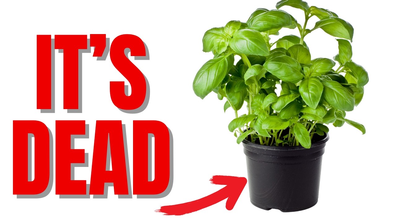 How To Save Your Grocery Store Basil Plant From Dying