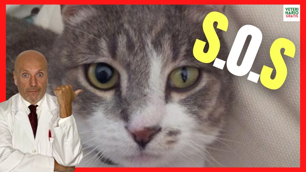 🆘 ANISOCORIA EN GATOS 🆘 ¿PORQUE TU GATO TIENE UNA PUPILA MÁS GRANDE? 🆘 CAUSAS, SÍNTOMAS, TRATAMIENTO