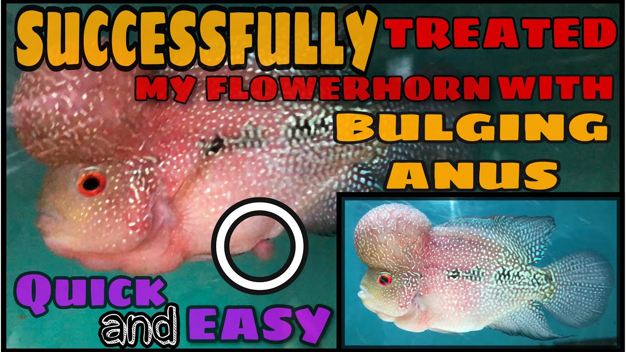 How to treat flowerhorn with bulging anus |  Exposed intestines | Swollen intestines