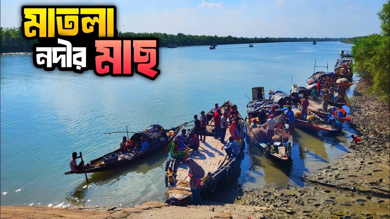 সুন্দরবনের মাতলা নদীতে কেমন মাছ ধরা হয় || Matla River Fish Sundarban
