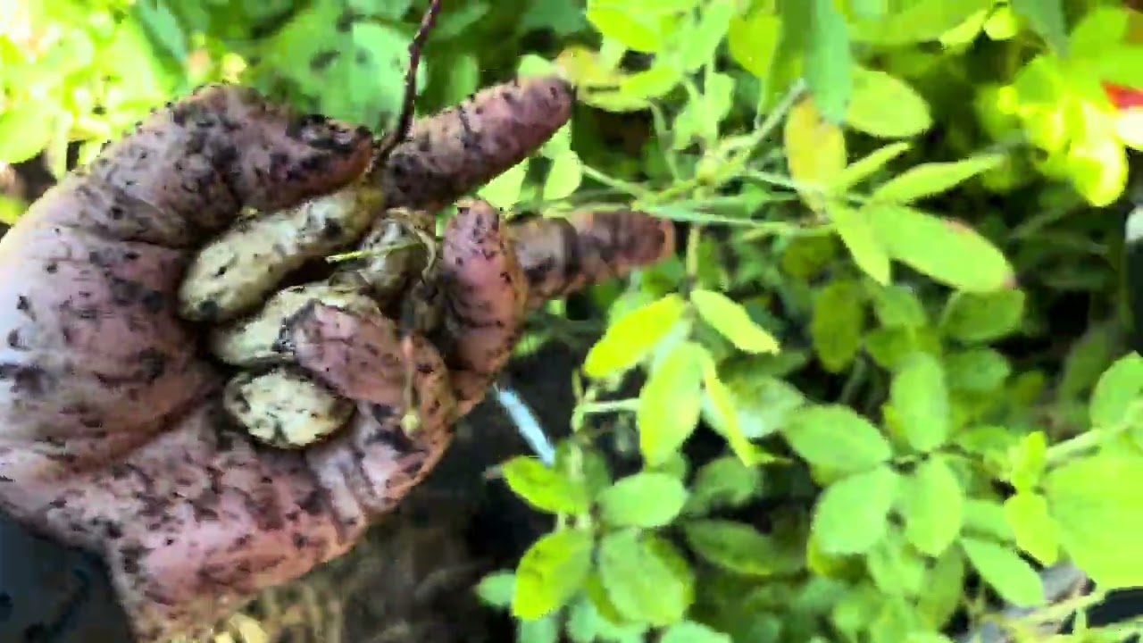 Filipina/Mexican family: Harvesting our Peanuts from the garden.