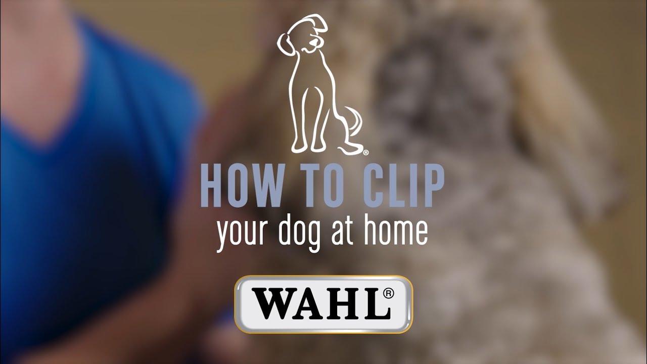 How to Clip Your Dog 🐶 at Home with the WAHL Century Clipper