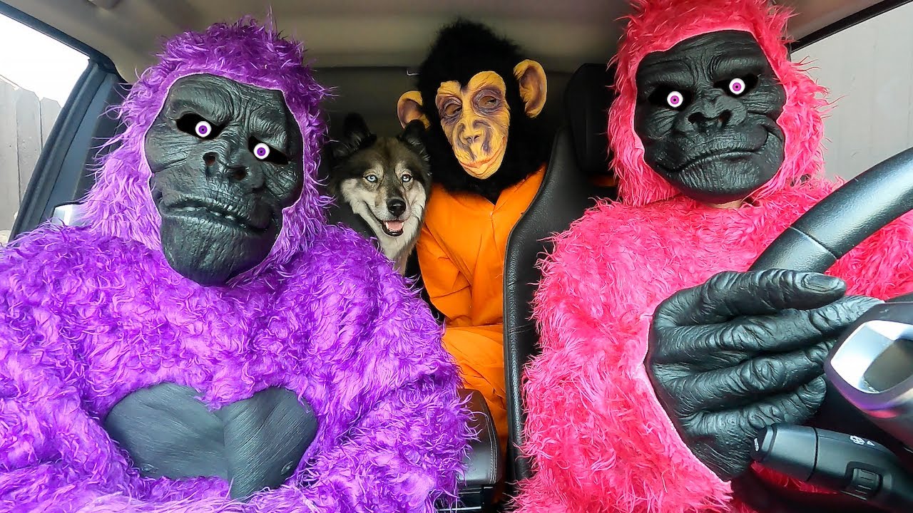 Monkey Surprises Kakoa & Gorillas with Car Ride Chase!