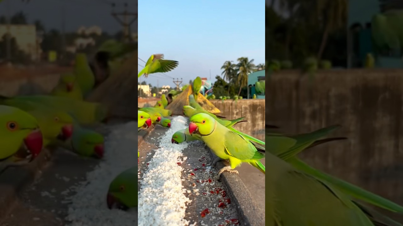 How to Trap Beautiful Green Parrot 🦜 on Roof #birds #shorts #viralvideo #trending #parrot