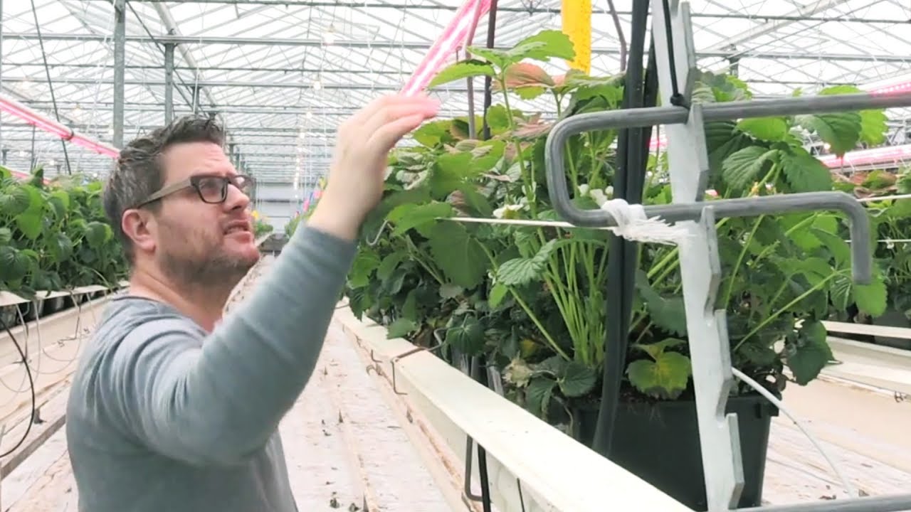 In Brabant kunnen aardbeien het hele jaar door groeien