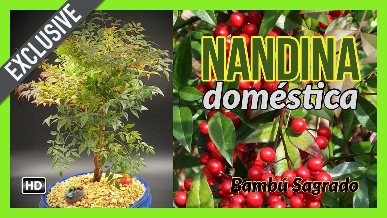 Bonsai Nandina Doméstica