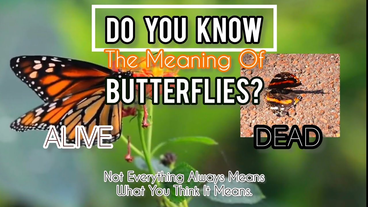 🦋 I Found A Dead Butterfly And This Is What It Means... (Not What You Might Think)🦋