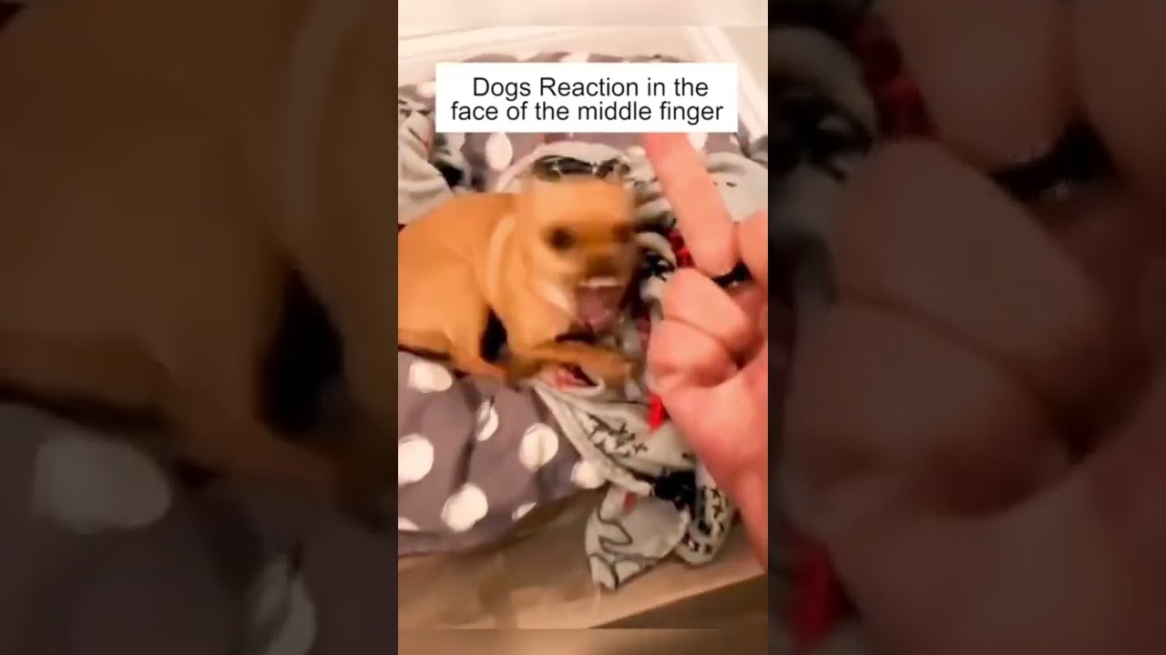 Dog&rsquo;s Reaction In The Face Of The Middle Finger 😂 So Funny
