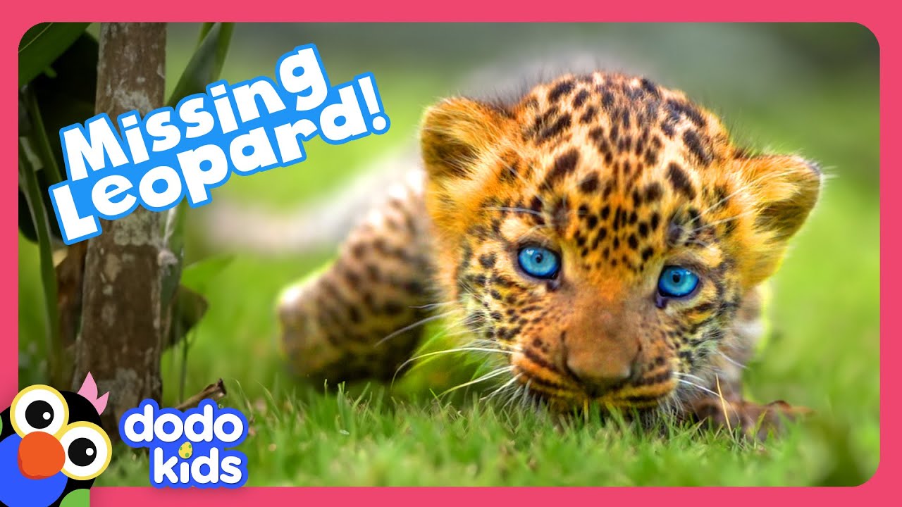 Where Is This Wild Leopard Cub&rsquo;s Mom? | Dodo Kids | Rescued!